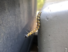 Uresiphita reversalis