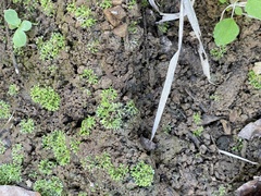 Riccia huebeneriana