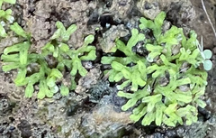 Riccia huebeneriana