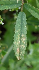 Melilotus altissimus