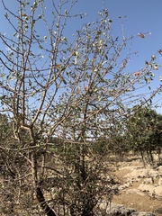 Pyrus syriaca
