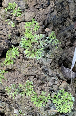 Riccia huebeneriana
