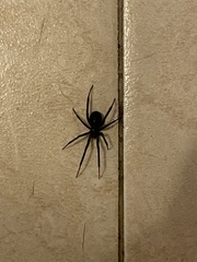 Latrodectus hesperus