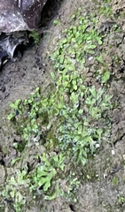 Riccia huebeneriana