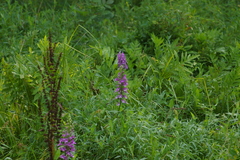 Platanthera peramoena