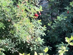 Papilio polyxenes rudkini