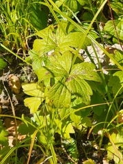 Anemonastrum canadense