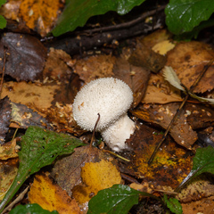 Lycoperdon perlatum