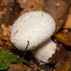Lycoperdon perlatum