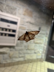 Prochoerodes lineola