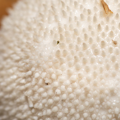 Lycoperdon perlatum