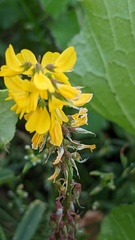 Melilotus altissimus