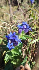 Gentiana septemfida
