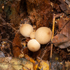 Apioperdon pyriforme