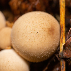 Apioperdon pyriforme