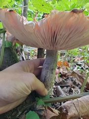 Armillaria mellea