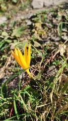 Crocus scharojanii