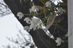 Rhynchostele candidula