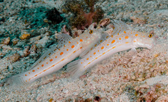 Valenciennea puellaris