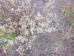 Polygonella gracilis