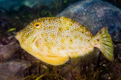 Pseudomonacanthus macrurus