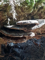Heterobasidion annosum