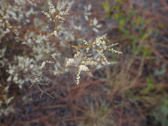 Polygonella gracilis