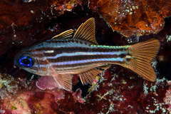 Ostorhinchus compressus