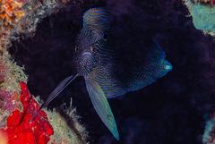 Calloplesiops altivelis