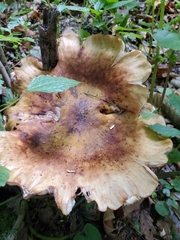 Armillaria mellea