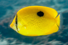 Chaetodon zanzibarensis