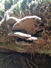 Heterobasidion annosum