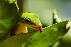 Phelsuma laticauda