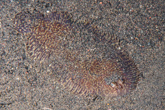 Liachirus melanospilos