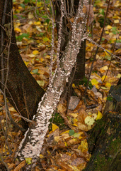 Chondrostereum purpureum