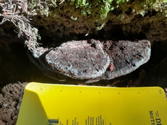 Heterobasidion annosum