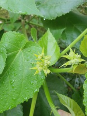 Entelea arborescens