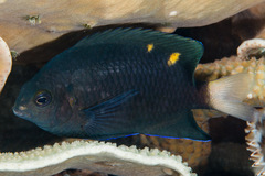 Pomacentrus burroughi