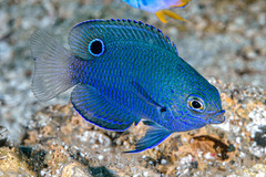 Blue-Scribbled Damselfish photo 4