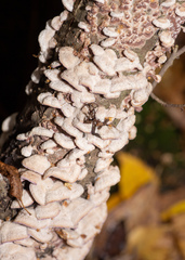 Chondrostereum purpureum