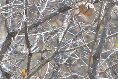 Ptiliogonys cinereus