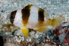 Amblypomacentrus breviceps