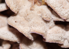 Chondrostereum purpureum