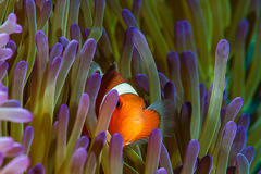 Amphiprion ocellaris