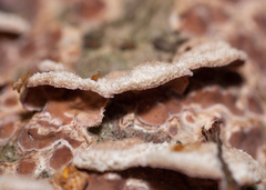 Chondrostereum purpureum