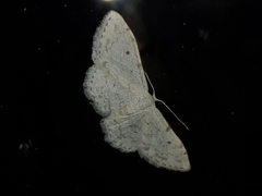 Idaea camparia