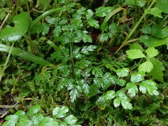 Coptis aspleniifolia