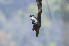 Myioborus miniatus