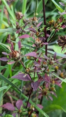 Bidens tripartita