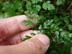 Coptis aspleniifolia